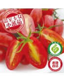 特級玉女小番茄 20台斤