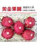 大肚紅龍果 10台斤
