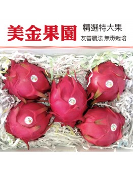 大肚紅龍果 10台斤