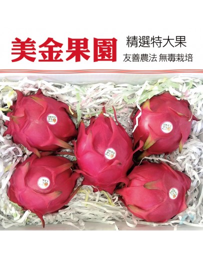 大肚紅龍果 10台斤
