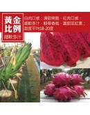 大肚紅龍果 10台斤