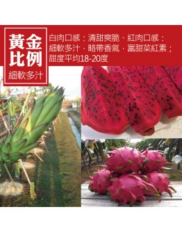 大肚紅龍果 10台斤