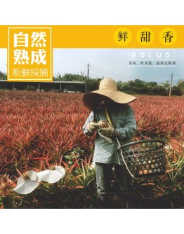內門金鑽鳳梨  21台斤