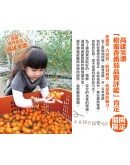 特級橙蜜香小番茄 4台斤