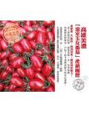特級玉女小番茄 20台斤