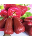 六龜紫蜜蓮霧 3台斤