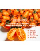 特級橙蜜香小番茄 4台斤