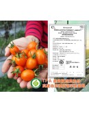 特級橙蜜香小番茄 4台斤
