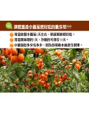 特級橙蜜香小番茄 4台斤