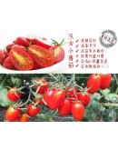 特級玉女小番茄 20台斤