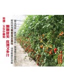 特級玉女小番茄 20台斤