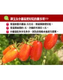 特級玉女小番茄 20台斤