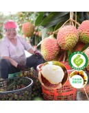 大樹頂級玉荷包 5台斤
