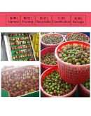大樹頂級玉荷包 5台斤