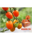 特級橙蜜香小番茄 4台斤